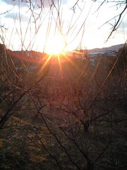 梅畑からの夕日　１